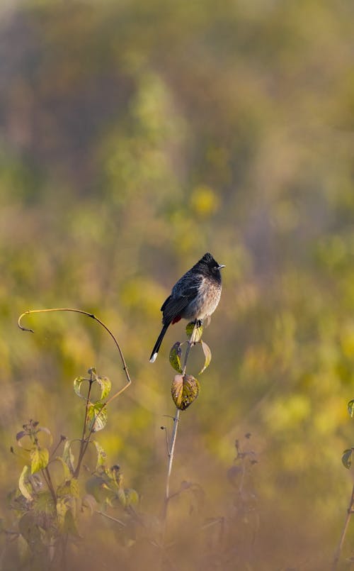 Immagine gratuita di birdwatching, bulbul, campo