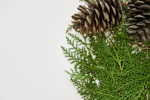 Close-Up Photography of Pine Cones