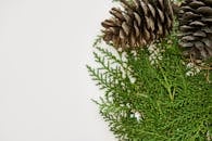 白色背景上松果和常绿树枝的细节特写