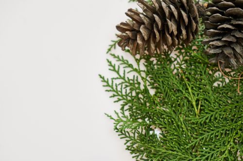 Free Detailed view of pine cones and evergreen branches together on a white background. Stock Photo