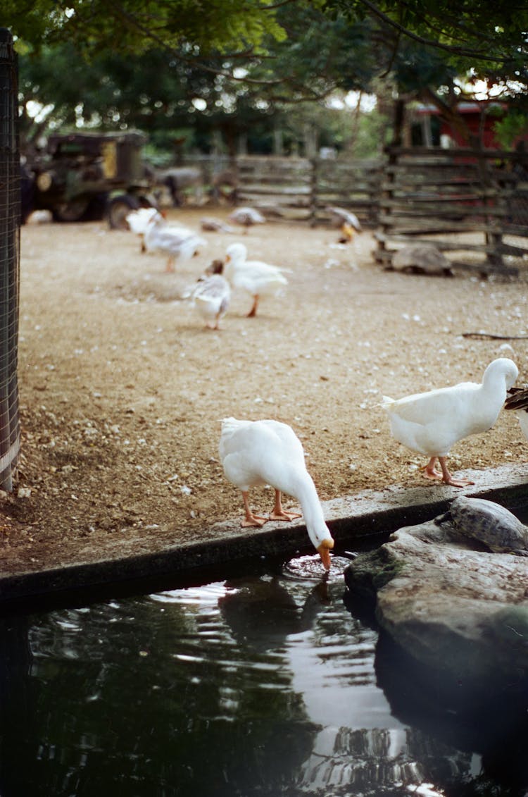 Goose Drinking Water From A Trough On A Farm