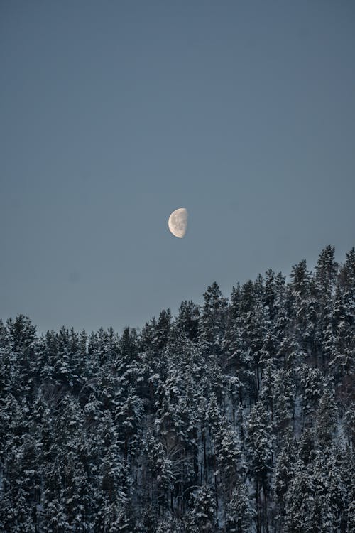Foto stok gratis bulan sabit, hutan hitam, langit senja