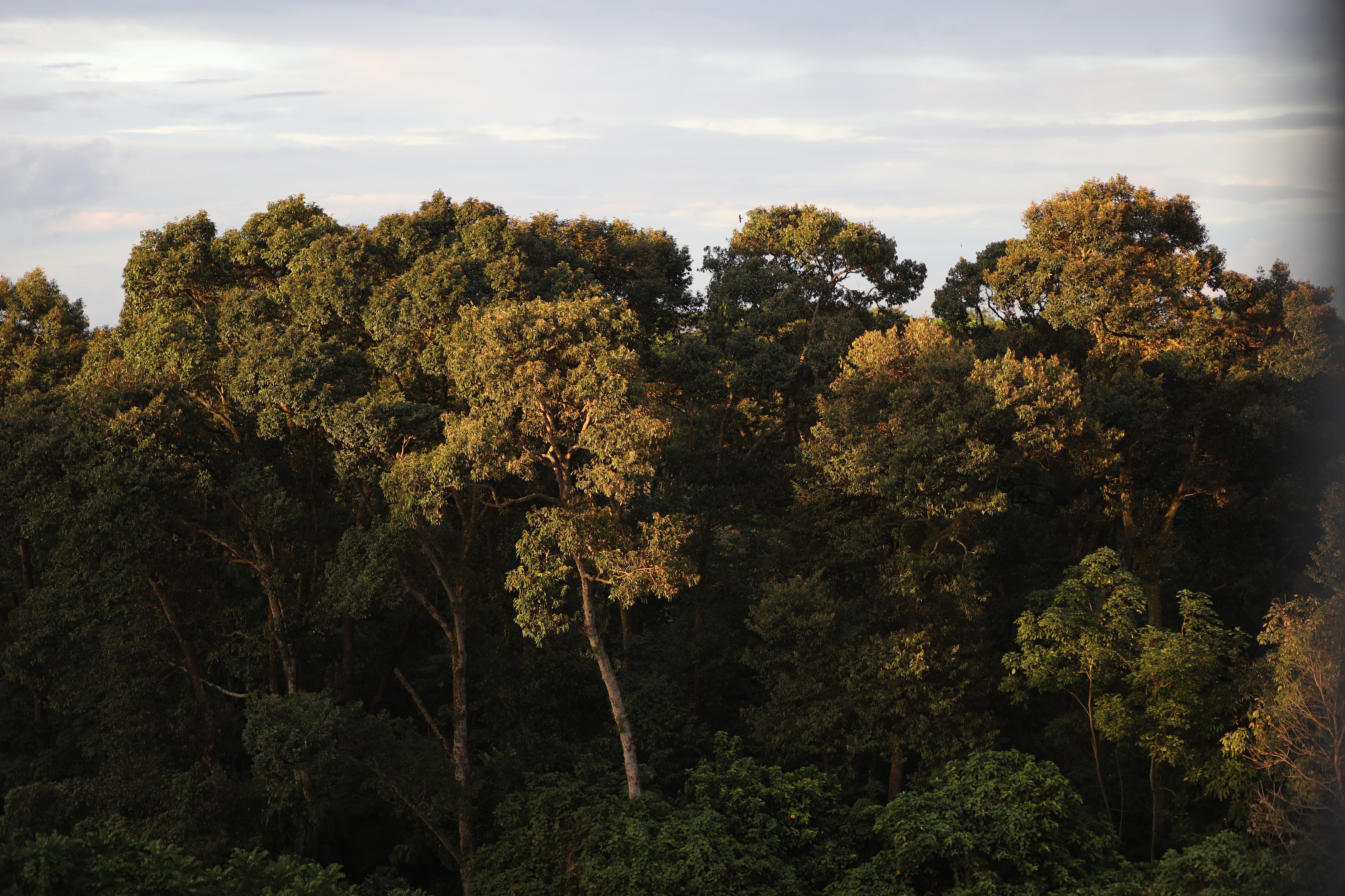 Green trees growing against blue sky, DR Congo