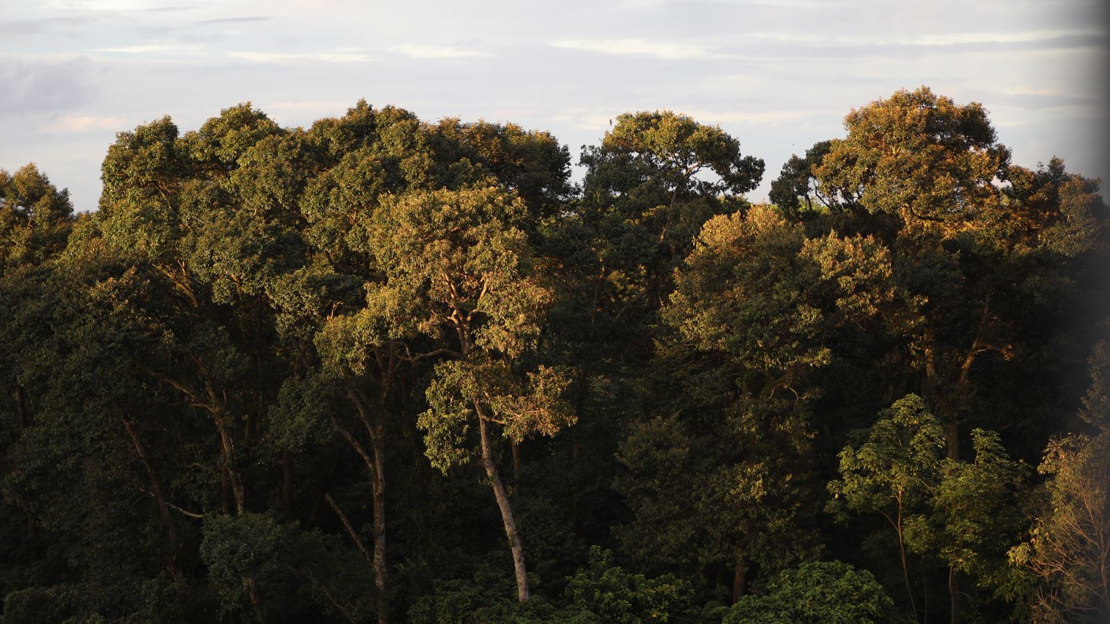 Green trees growing against blue sky, DR Congo