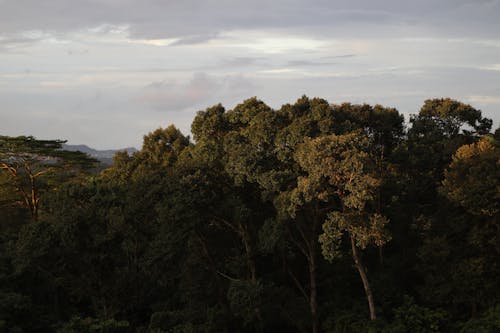 Green Trees against Sky Background