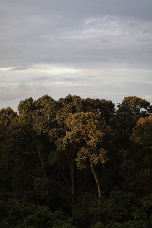 Green Trees on Sky Background