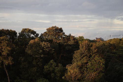 Darmowe zdjęcie z galerii z błękitne niebo, drewno, drzewa
