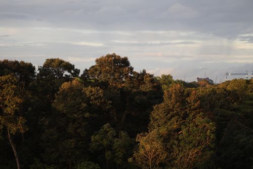 Free A picturesque view of a lush forest canopy under a dramatic sunset sky. Stock Photo
