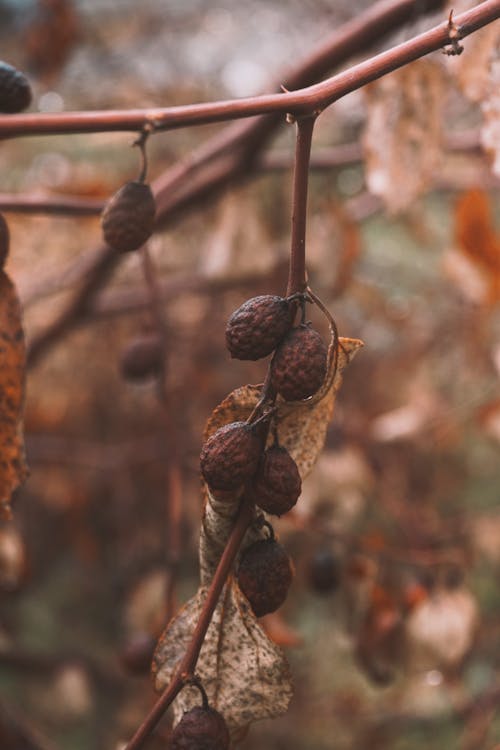 Imagine de stoc gratuită din arbore, botanică, conuri