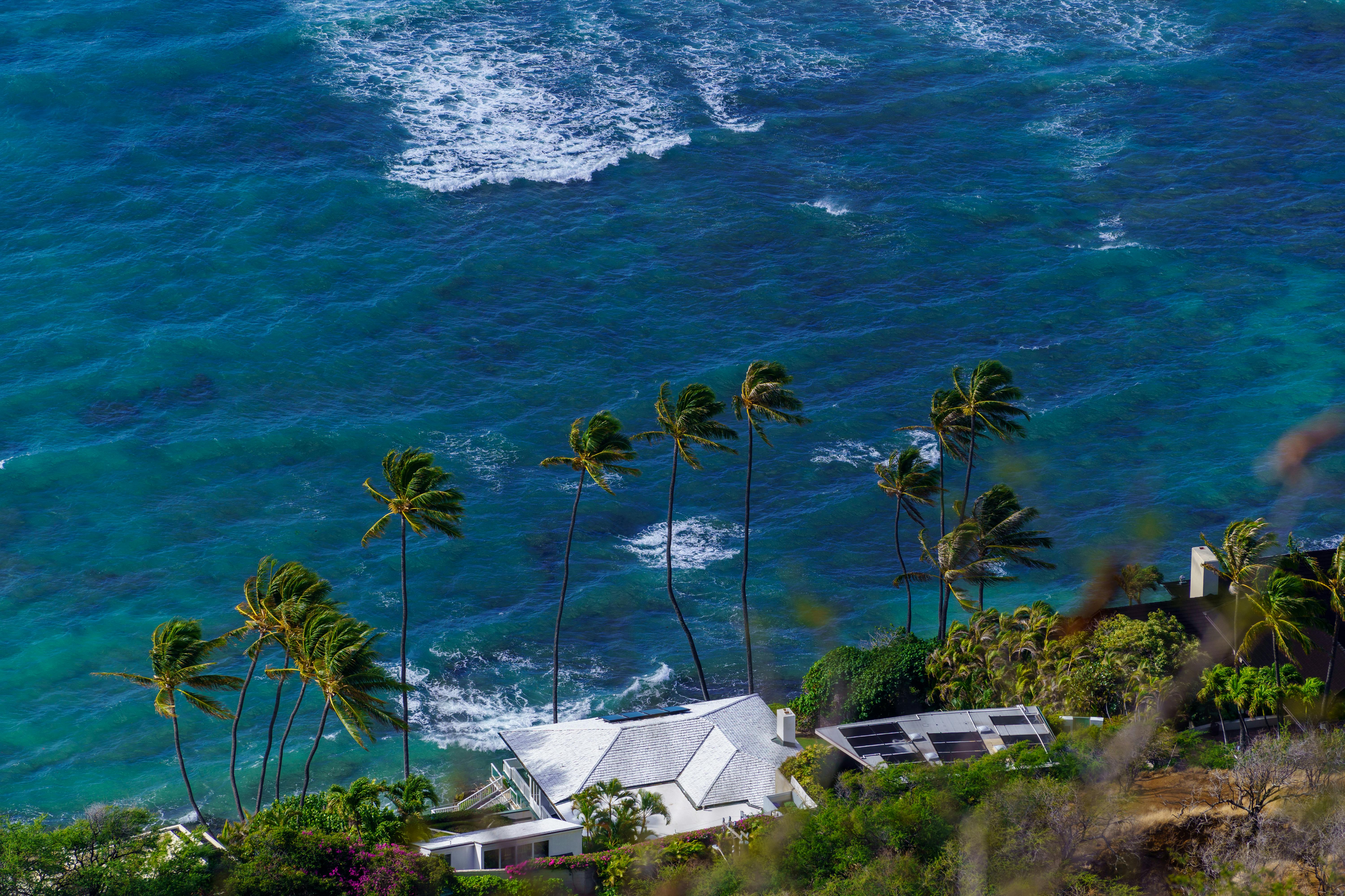 Hawaii Island Seed Bank helps build climate resilience - Hawaii Tribune — Photo by Cyrill on Pexels