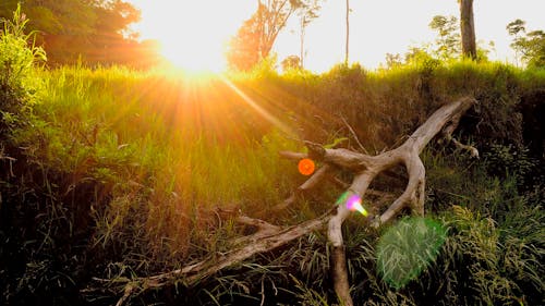 Green Grasses and Wood Branch