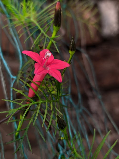 Fotobanka s bezplatnými fotkami na tému kvety vo váze, malé kvety