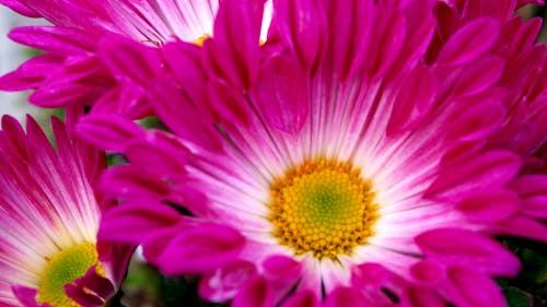 Free stock photo of chrysanthemum, flowers Stock Photo