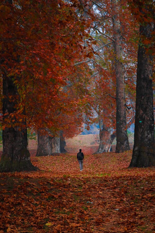 Man Walking Road in Autumn Forest