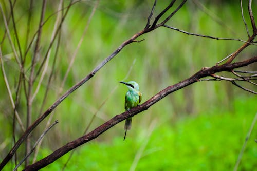 Bee-Eater Sitting on Tree Branch in Nature
