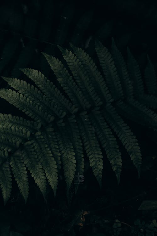 Fern Tree on Black Background