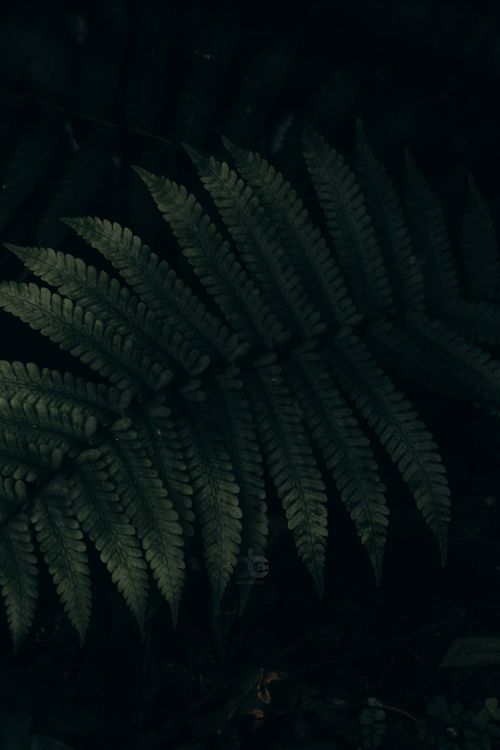 Free Close-up of a fern leaf against a dark background, capturing its intricate texture and moody appearance. Stock Photo