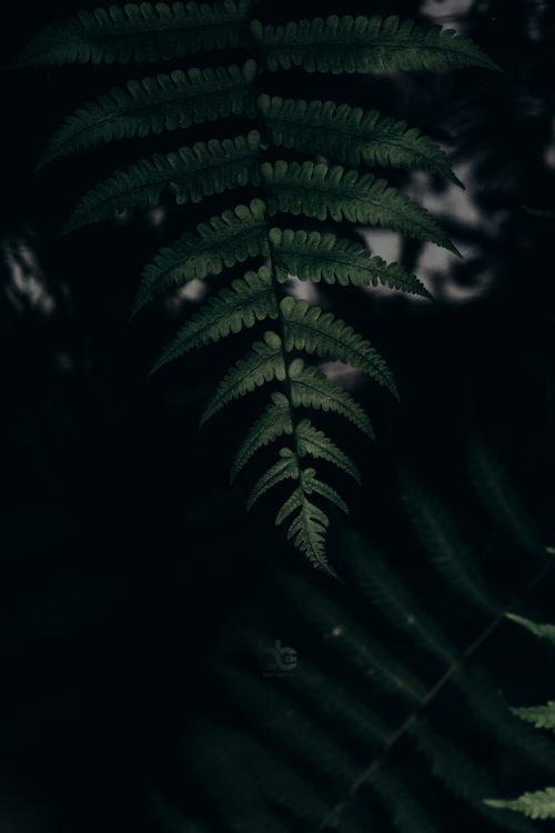 Free Close-up shot of a green fern leaf in a dark, moody outdoor setting. Stock Photo