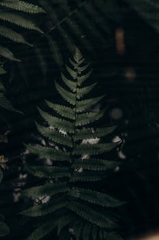 A dark and atmospheric capture of a lush green fern surrounded by nature's shadow play.
