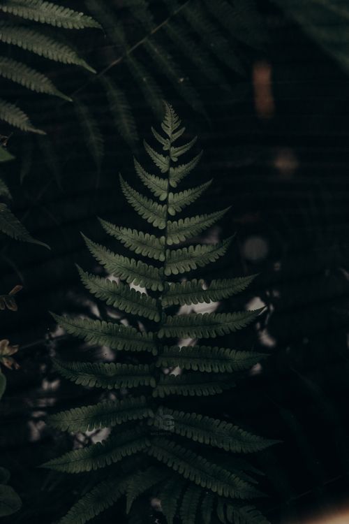 Free A dark and atmospheric capture of a lush green fern surrounded by nature's shadow play. Stock Photo