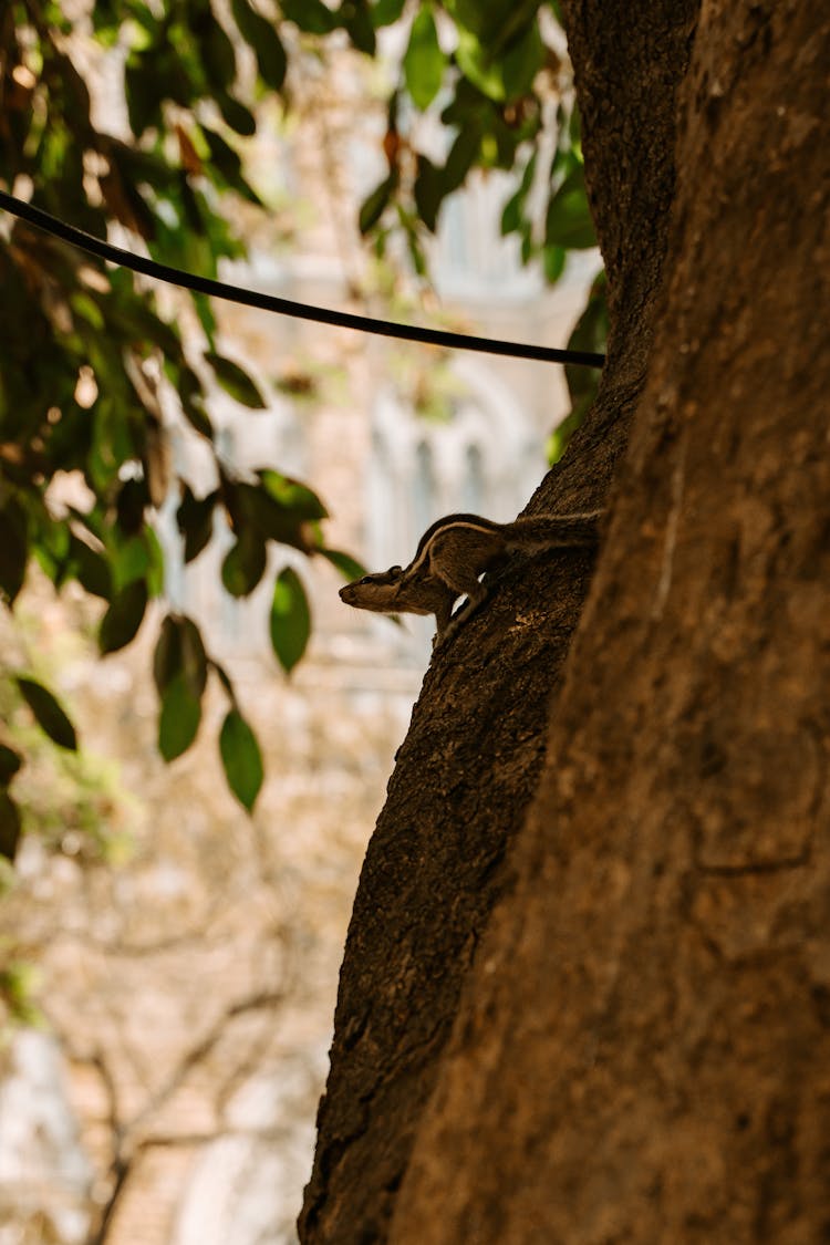 Squirrel On Tree