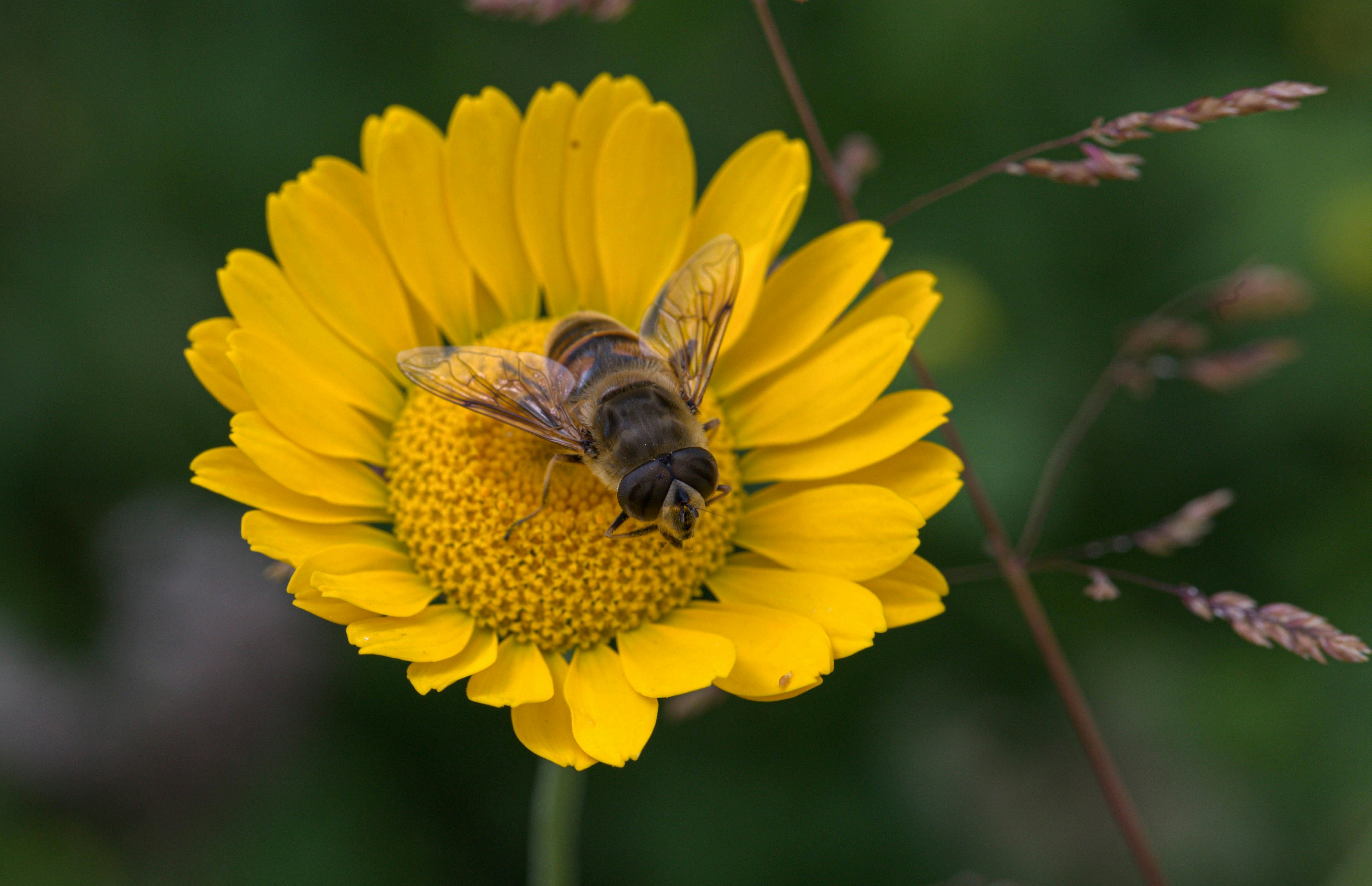 Insect Colony Photos, Download The BEST Free Insect Colony Stock Photos ...