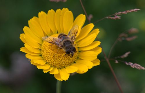 Free A close-up image of a bee pollinating a vibrant yellow flower, showcasing nature's beauty. Stock Photo