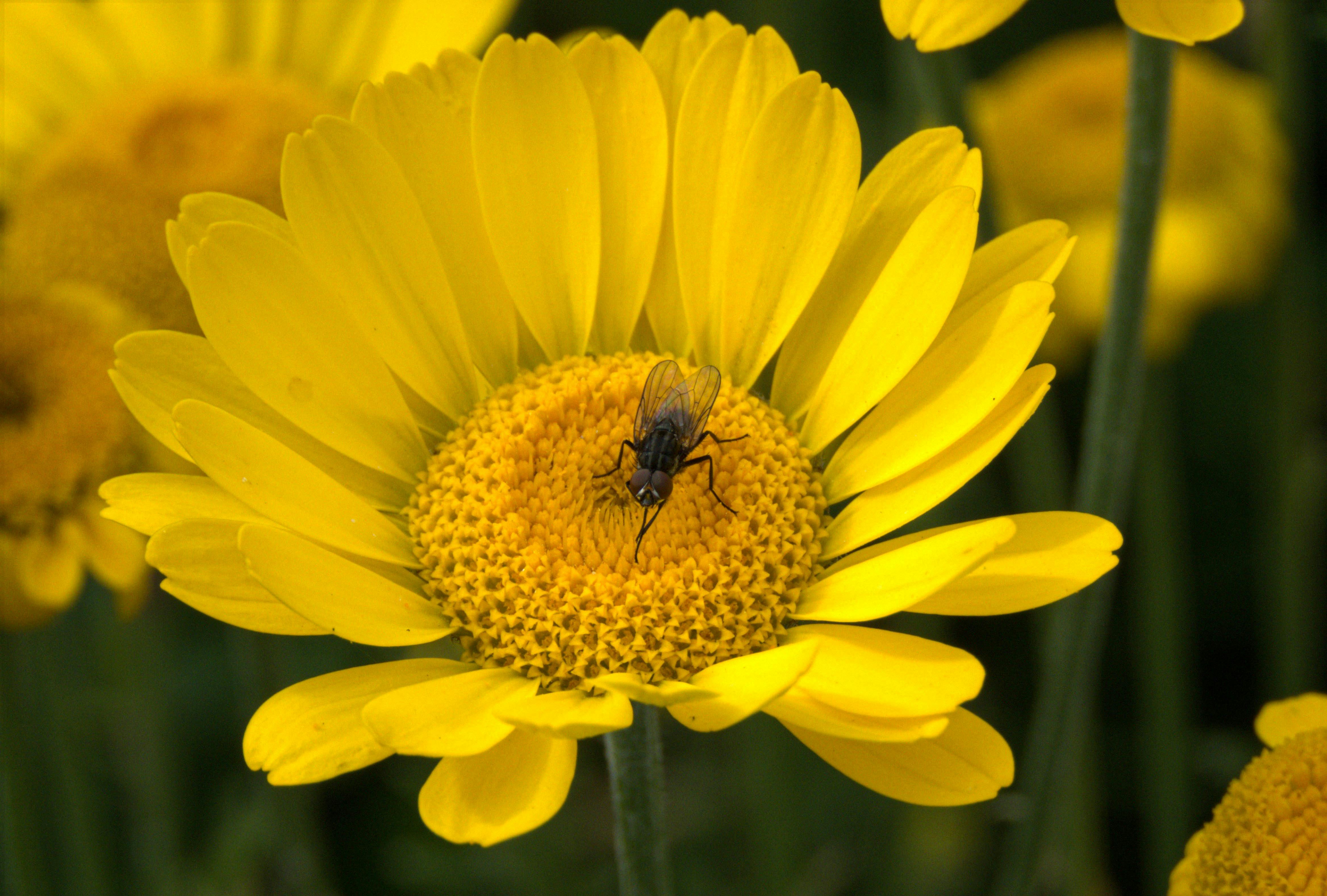 Animated Wallpaper Flower Photos, Download The BEST Free Animated Wallpaper Flower Stock Photos