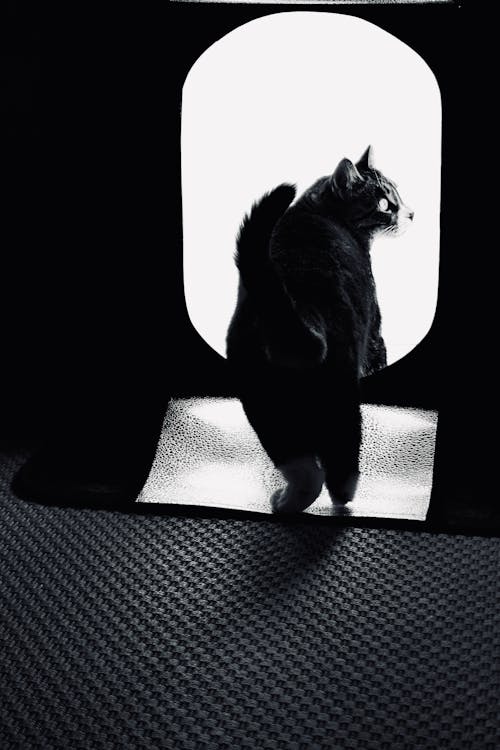 Foto d'estoc gratuïta de animal, blanc i negre, entrada