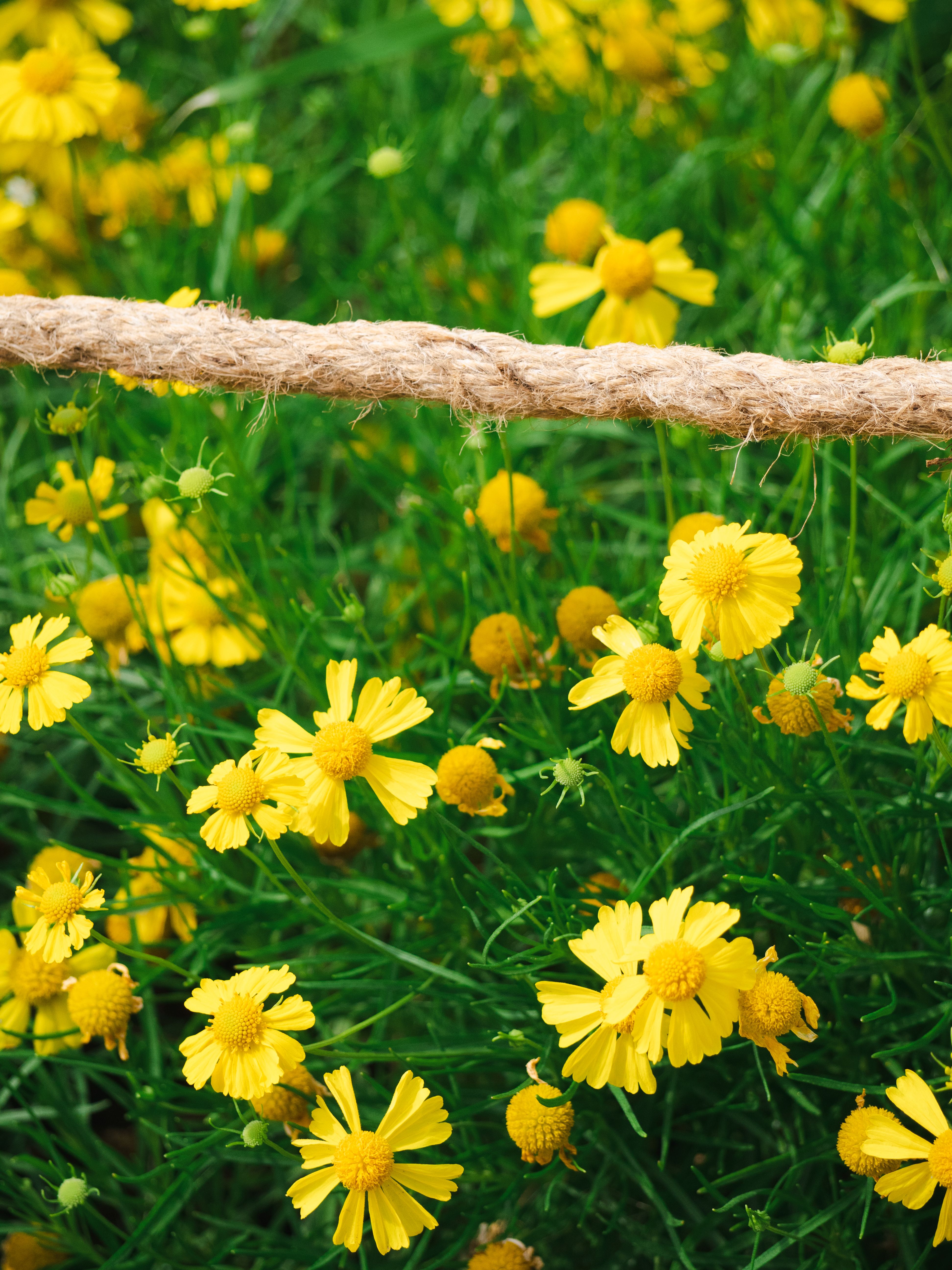 Rope and Yellow Flowers on Meadow · Free Stock Photo