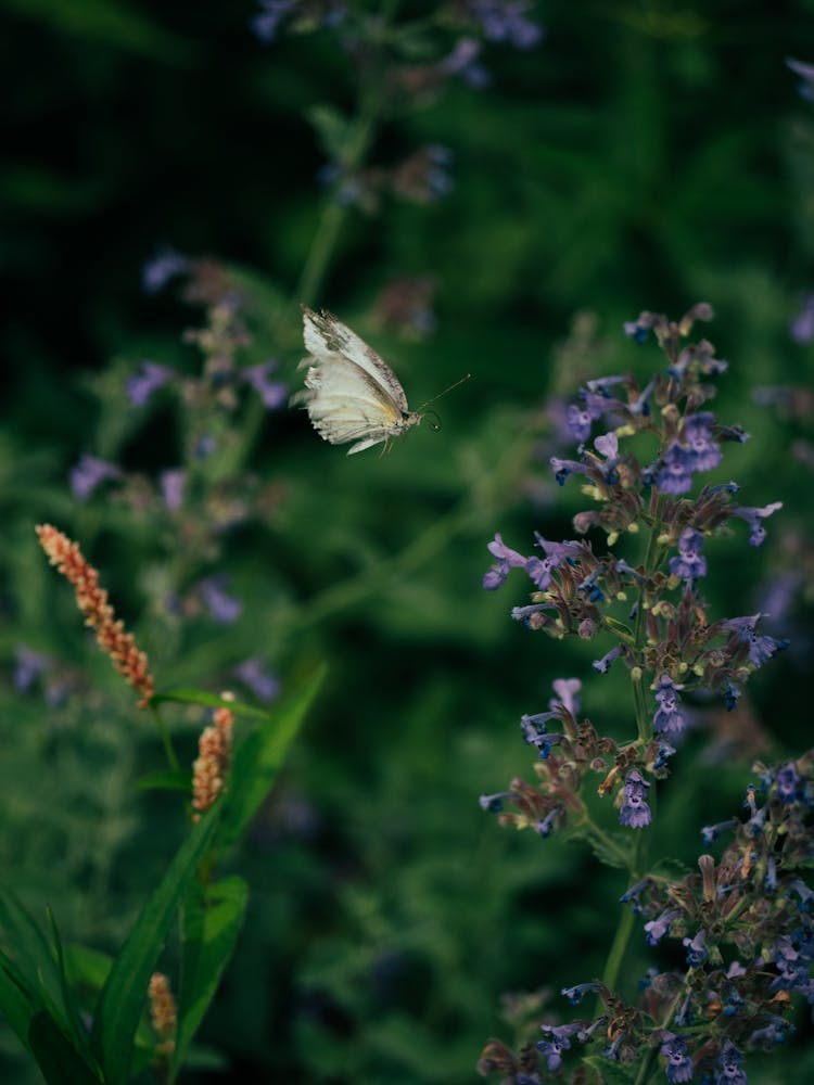 Butterfly Flying Around Flowers