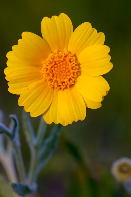 Kostnadsfri bild av blomning, delikat, gul blomma