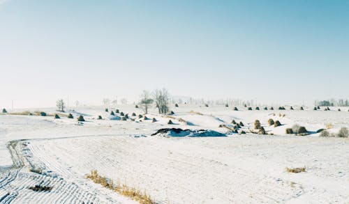 Безкоштовне стокове фото на тему «блакитне небо, дерева, застуда»