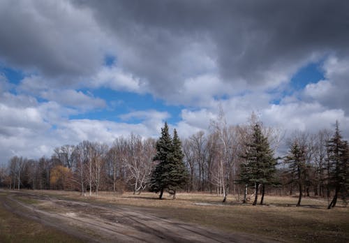 Darmowe zdjęcie z galerii z ciemne chmury, droga polna, drzewa