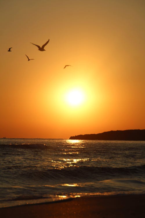 Birds Flying over Sea Shore with Sun behind