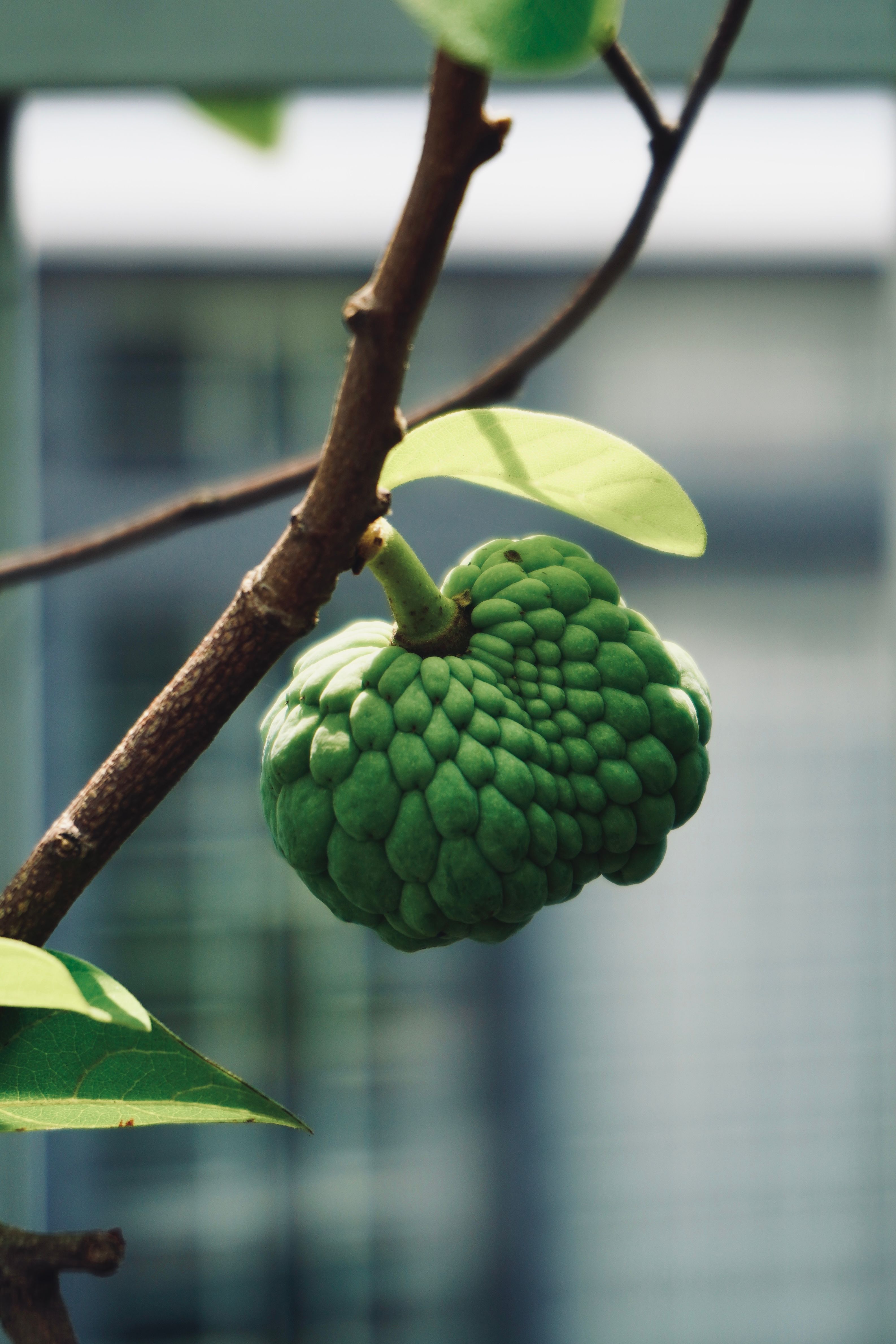 A detailed close-up of a green cherimoya fruit hanging from a tree branch against a blurred background.