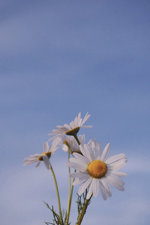 Foto d'estoc gratuïta de creixement, delicat, flors blanques