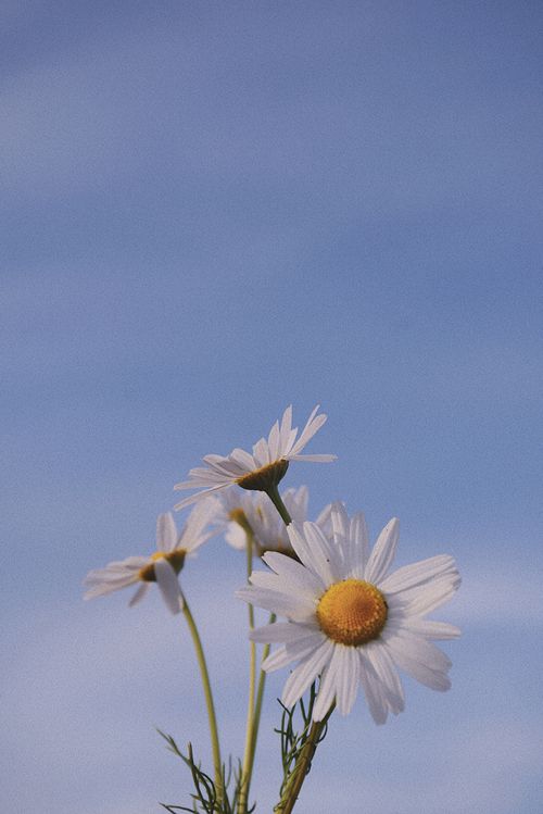Free Delicate white daisies reaching toward the sky on a clear sunny day. Stock Photo