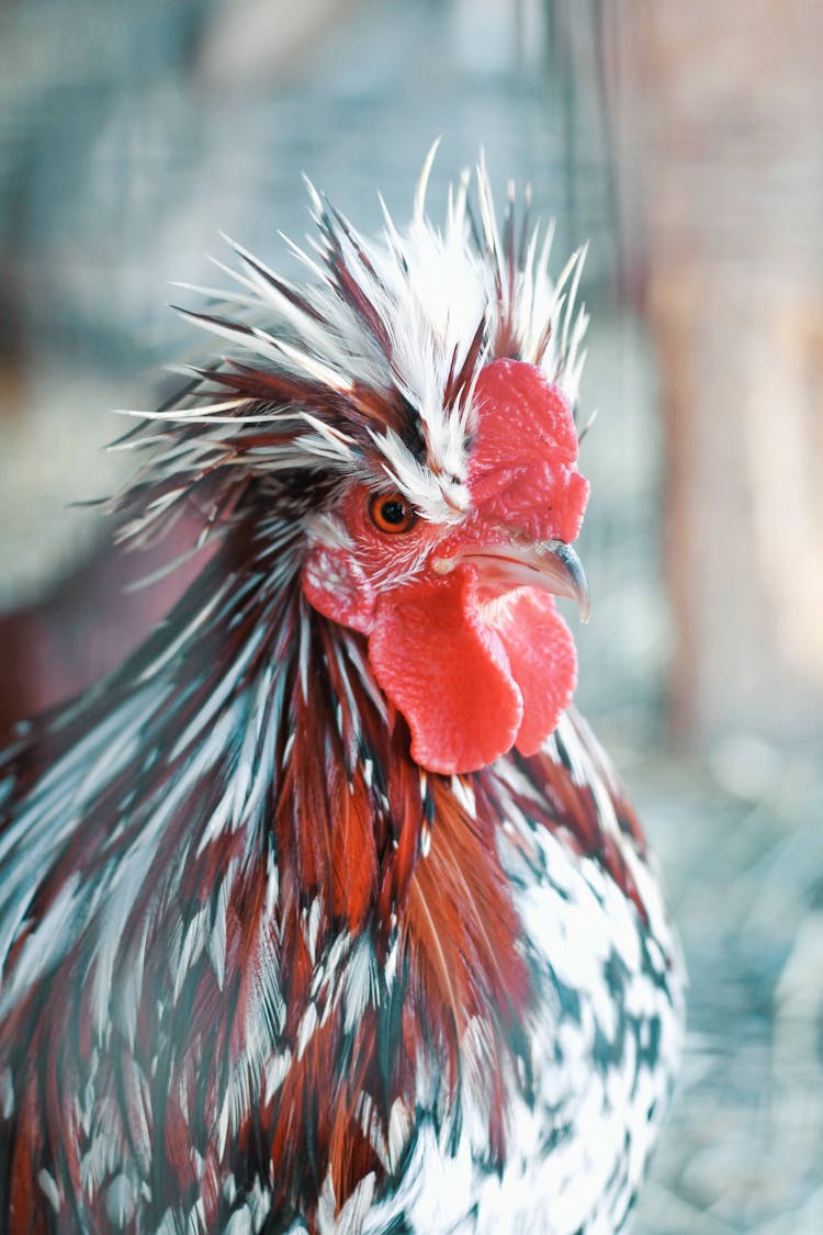 Multi Colored Rooster