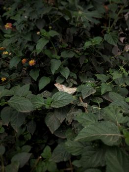 chameleon photo