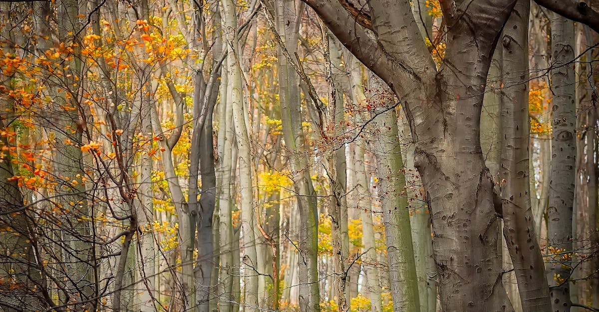 How to tap a maple tree video