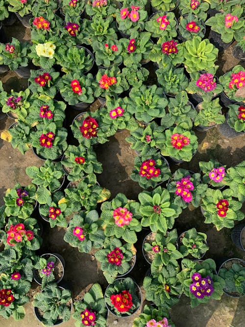 Colorful Potted Flowers