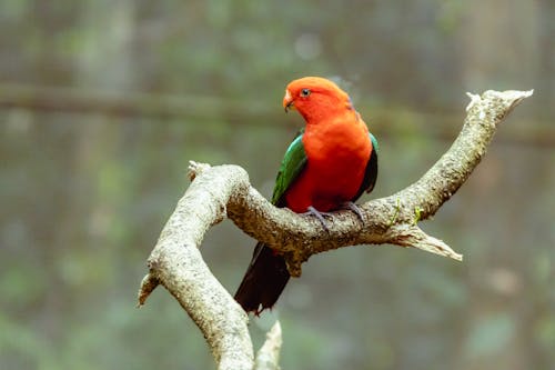 Close-up of an Australian King Parrot Sitting on a Branch 