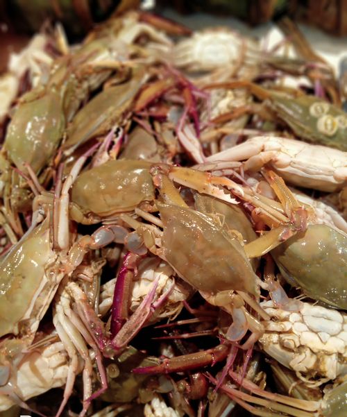 Free Baby Crab Stock Photo