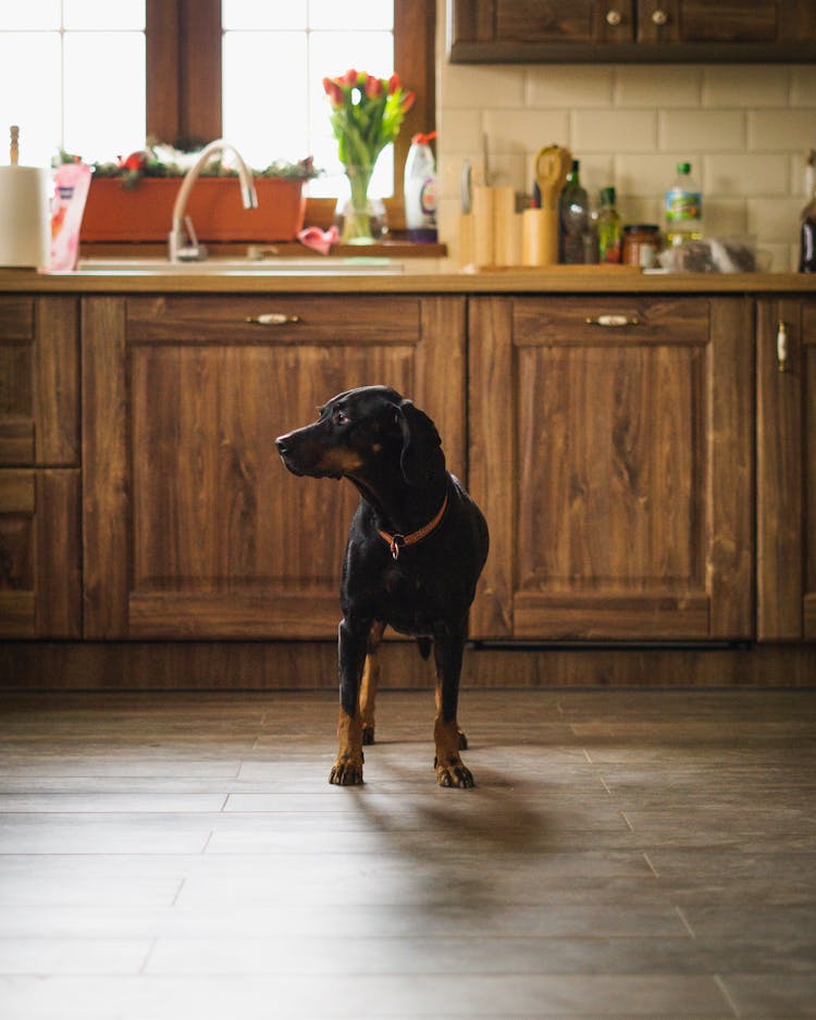 Dog Standing In A Kitchen