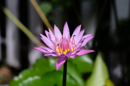 Foto profissional grátis de aquático, aumento, cor-de-rosa