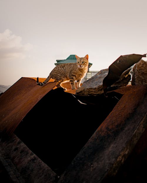 Бесплатное стоковое фото с вертикальный выстрел, закат, кошка