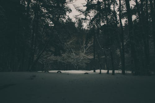 Greyscale Shot of a Forest During Winter