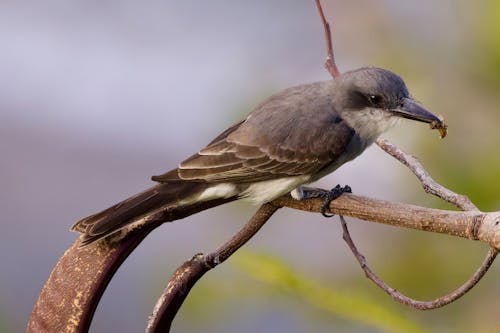 Close-up of a Gray Kingbird