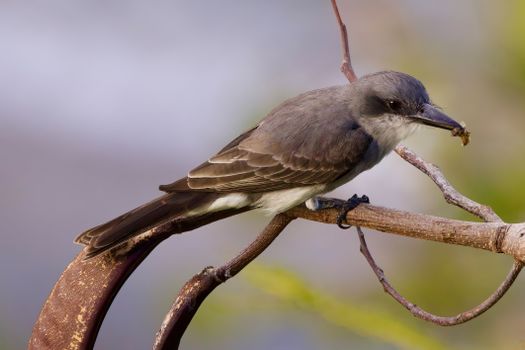 Free stock photo of animal, avian, beak
